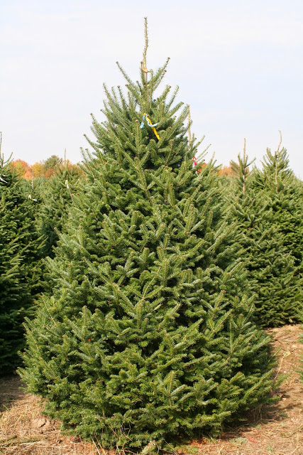 Black Hills Spruce